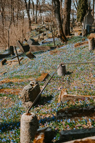 Uma Bela Vista Flores Azuis Selvagens Perto Cemitério — Fotografia de Stock