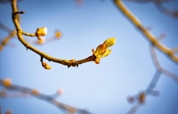 Zbliżenie Ujęcia Kwitnącej Gałązki Pączkami Uprawianymi Ogrodzie Wiosną — Zdjęcie stockowe