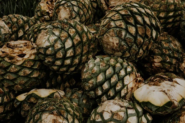 Closeup Shot Pine Cones — Stock Photo, Image