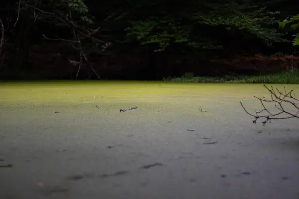 デンマークの森の中の苔むした湖の閉鎖ショット — ストック写真