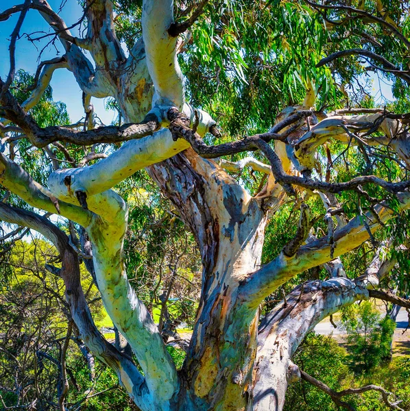 Tir Faible Angle Gomme Couleur Eucalyptus Australie Sud — Photo
