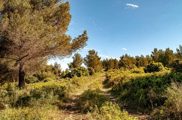 Een Voorjaar Landschap Van Een Land Rijweg Omringd Door Bomen — Stockfoto