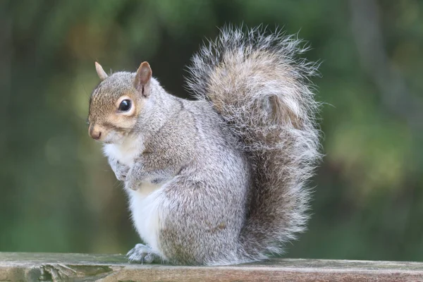 Closeup Shot Cute Squirrel Sitting Wood Blurry Background — Stock Photo, Image