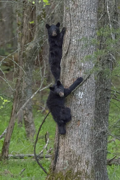 Tiro Vertical Filhotes Urso Preto Subindo Tronco Árvore — Fotografia de Stock