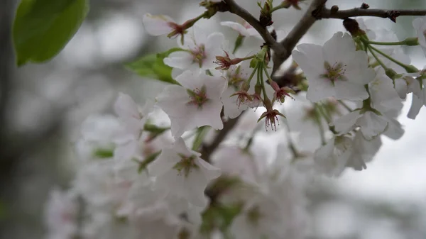 Een Tak Van Kers Bloesem Met Witte Bloemen — Stockfoto