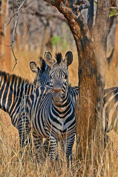 A vertical shot of zebras at Lilayi Lodge in Zambia