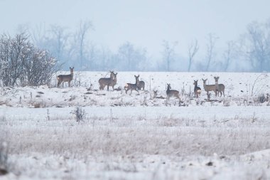 Karla kaplı bir tarlada vahşi bir geyik