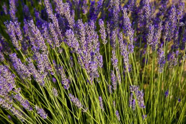 Fransa, Vaucluse 'da yaz aylarında tarlada açan lavanta çiçeklerinin yakın plan çekimi.