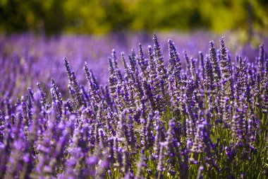 Fransa 'nın Vaucluse şehrinde yaz aylarında lavanta tarlalarının yakın çekimi.