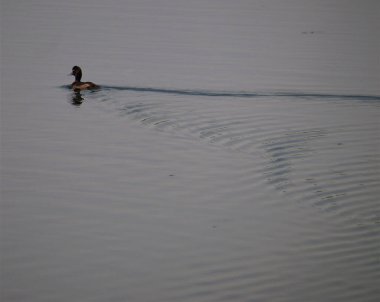 Sakin gölde yüzen sevimli bir ördek.
