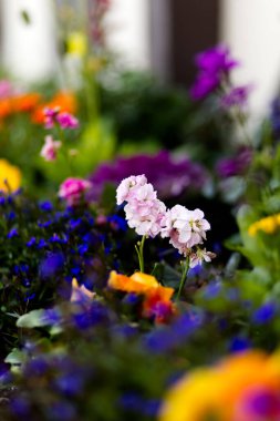 Canlı renklerle güzel çiçeklerin dikey görüntüsü.