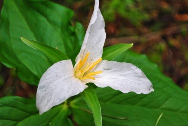 Bahçedeki güzel beyaz bir trilyumun yakın çekimi.