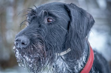 Çenesi karla kaplı, tel saçlı bir Alman işaret köpeğinin yüzüne yakın çekim.