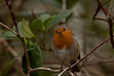 Bulanık bir arka planı olan, kar üzerinde duran Avrupalı bir bülbülün sığ odağı