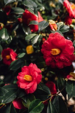 close up view of red and yellow camellia flowers 