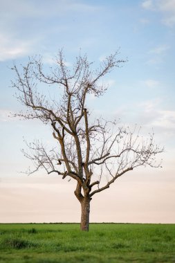 Mavi gökyüzünün altındaki bir tarlada çiçek açan bir ağacın güzel manzarası.