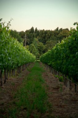 Güney Afrika 'nın Stellenbosch kasabasındaki şarap çiftliği ağaçları arasında mavi gökyüzüne karşı güzel bir park manzarası.