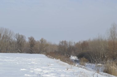Çıplak dalları kışın karla kaplanmış ağaçların manzarası.