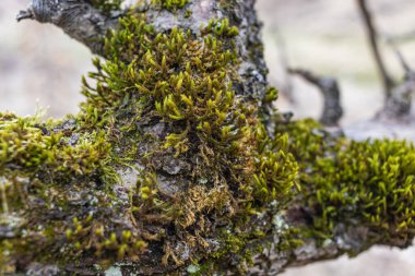 Ağaçtaki yeşil yosunların yakın çekimi.