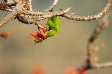 Çiçek açan bir ağaca tünemiş sinekkuşunun seçici odak noktası.