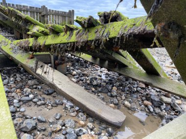 Kayalık bir plajın yanındaki yosunlarla kaplı güzel bir orman manzarası.
