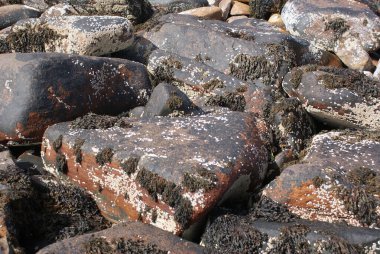 Güneşte yaşlı kayalar ve liken