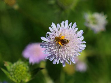 Çiçekten polen toplayan bir arının seçici odak noktası.