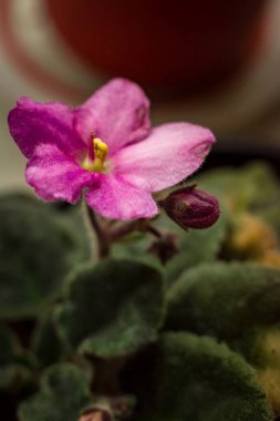 Yakın plan pembe bir çiçek. Yeşil kadife yapraklı pembe yapraklar.