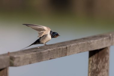 Ahır kırlangıç kuşunun seçici odak noktası tahtaya tünemiş.