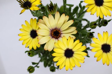 Afrika ve Avustralya 'daki ayçiçeği familyasının bir bitkisine de Afrikalı Daisy veya Dimorphotheca denir.