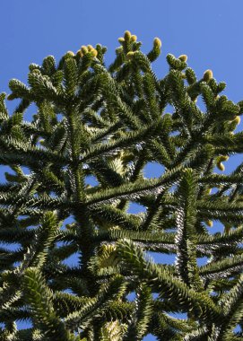 Bir çam ağacının dallarının alçak açılı görüntüsü.