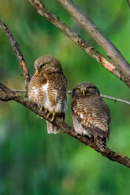 İki Asyalı baykuşçuğun dikey görüntüsü (Glaucidium cuculoides) ağaca tünemiştir.