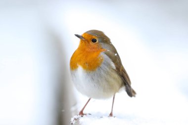 Bulanık bir arka planı olan, kar üzerinde duran Avrupalı bir bülbülün sığ odağı