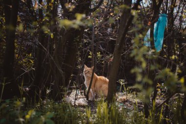 Parktaki dalların arkasındaki sevimli turuncu kedi..