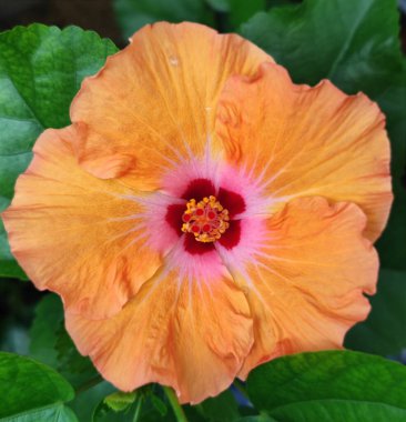 Bulanık arkaplanda çiçek açan turuncu Platone Hibiscus çiçeğinin üst görüntüsü