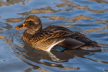 Güneşli bir baharda gölde yüzen sevimli kahverengi yaban ördeği.