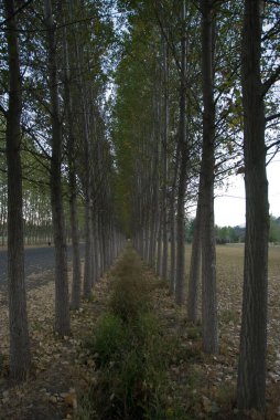 Kırsal alanda yol boyunca yeşil yapraklı uzun tahta ağaçların dikey görüntüsü.