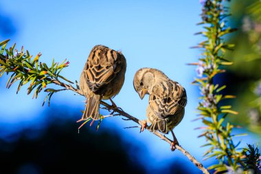 Gün ışığında bir dalda oturan iki sevimli serçenin yakın çekimi.