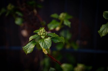 Baharda bahçede yetişen çiçeklerin yakın plan çekimi.