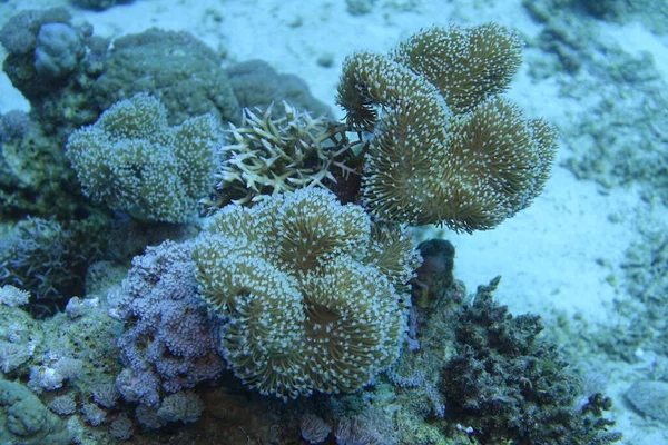 Close Shot Alcyonacea Coral Garden Egypt — Stock Photo, Image