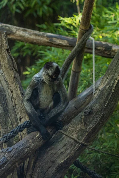 動物園の木の幹に座っている猿の垂直ショット — ストック写真