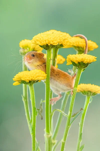 Gros Plan Vertical Une Jolie Souris Moissonneuse Sur Des Fleurs — Photo