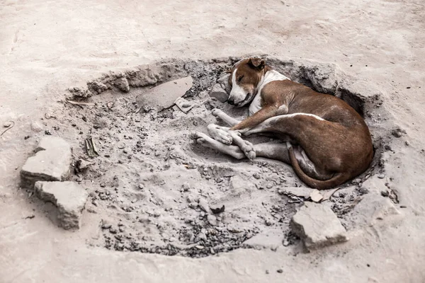 Lindo Perro Sin Hogar Durmiendo Una Duna — Foto de Stock