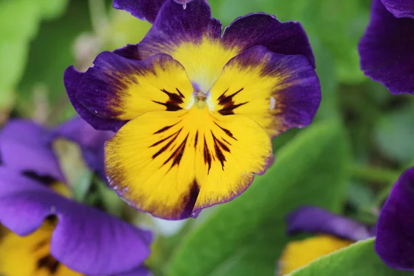 Närbild Vacker Wild Pansy Blommor — Stockfoto