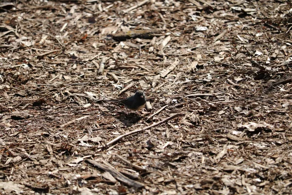 秋の間に茶色の葉で満たされた地面に座っている小さなスズメの鳥 — ストック写真