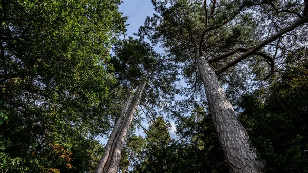 Eine Flache Aufnahme Von Hohen Redwood Kiefern — Stockfoto