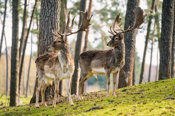 Vacker Bild Två Rådjur Skogen Solig Dag — Stockfoto