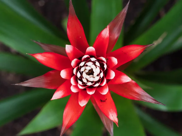Ένα Κοντινό Πλάνο Ενός Κόκκινου Λουλουδιού Guzmania — Φωτογραφία Αρχείου