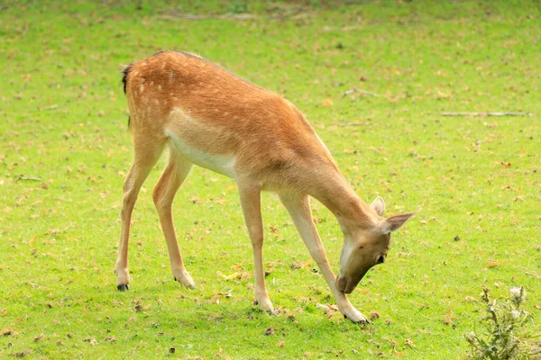 A beautiful shot of a young deer in an urban park in The Hague City in the Netherlands