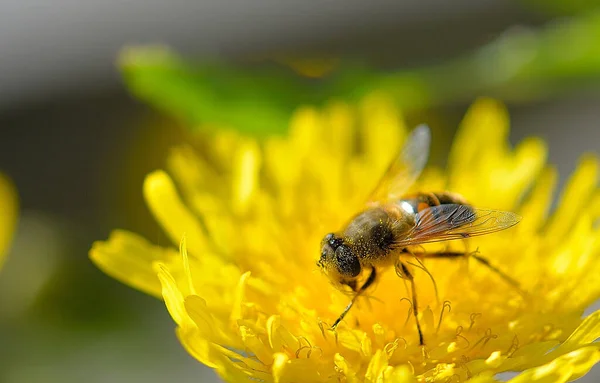 Красивый Макро Пчелы Желтом Цветке Размытом Фоне — стоковое фото